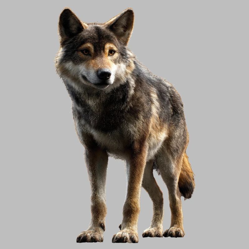 Wolf Love Wolves Wolf Pack Wolfhound Wild Wolf