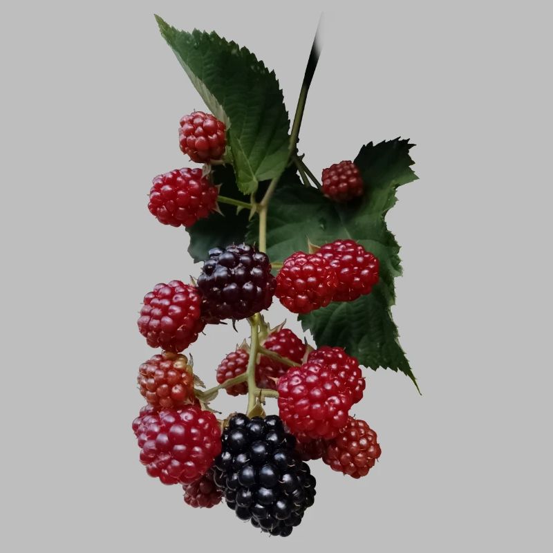 Berry Bush Pattern: Blackberries