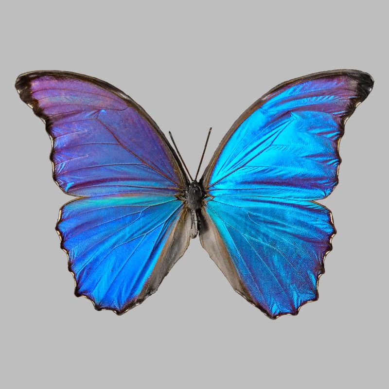 Blue Butterfly