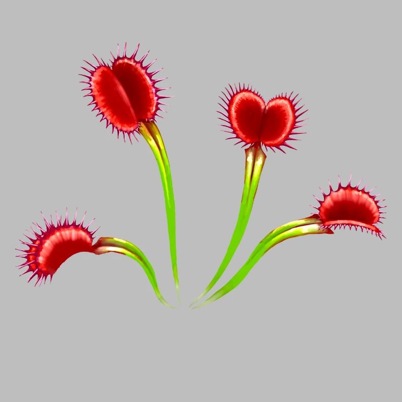 Large Venus Flytrap Plant Dionaea Carnivores
