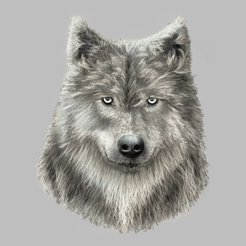 Grey Wolf Sketch