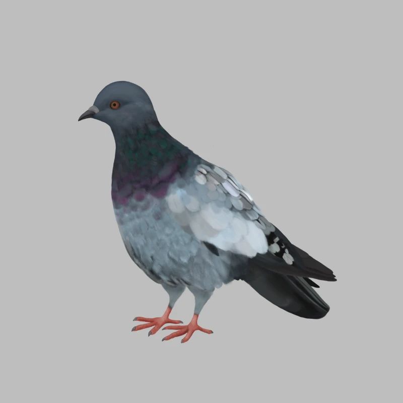 Colombe
