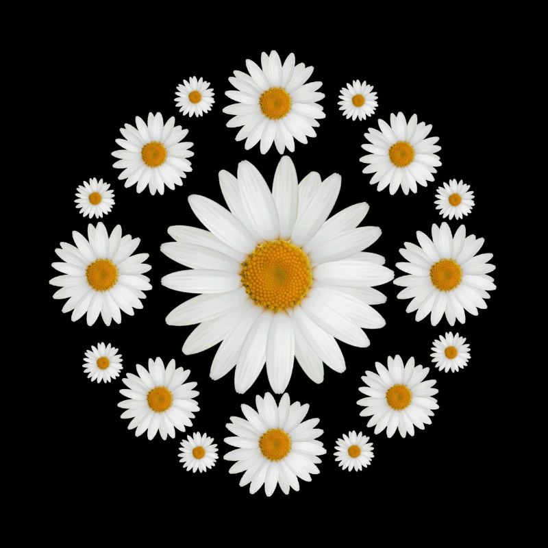 Weißes Gänseblümchen blüht Gänseblümchen-Entwurf