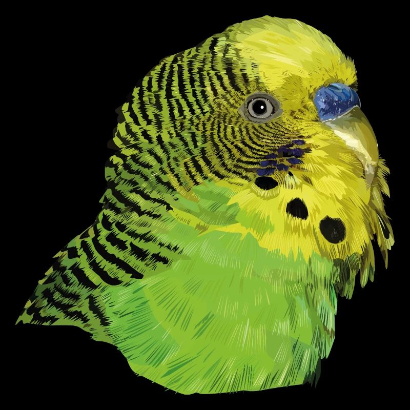 Perruche australienne