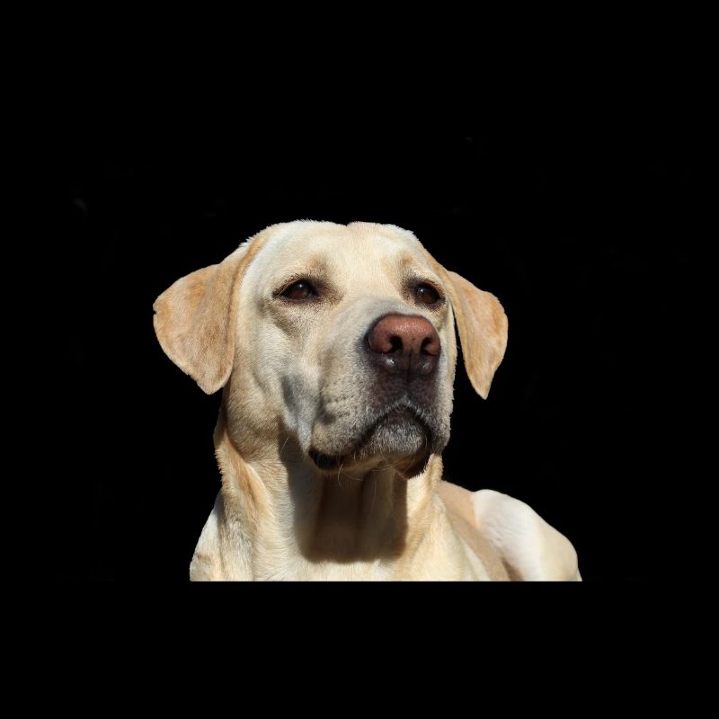 Bella Labrador chien