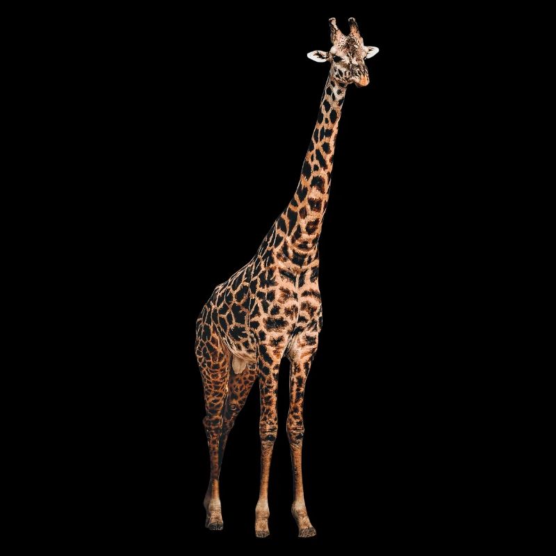 Giraffe Tier