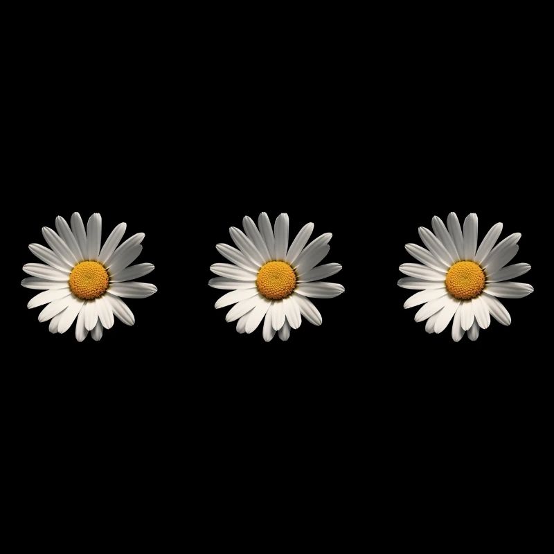 3 daisies, flower, spring, summer, garden,