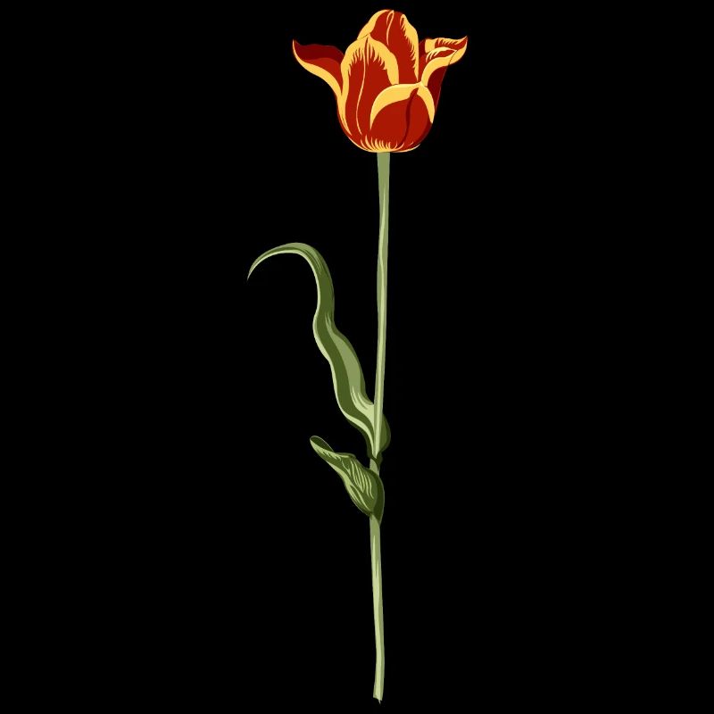 Evening tulip with warm colour gradient