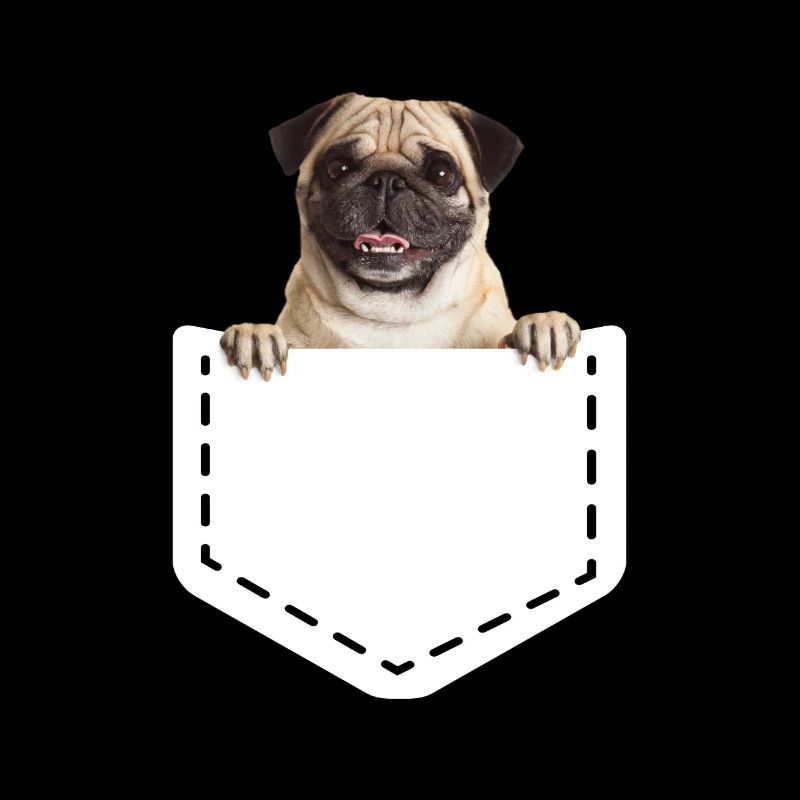Mops, chien, mopsi, amis mobylettes, seins, chiot, fun