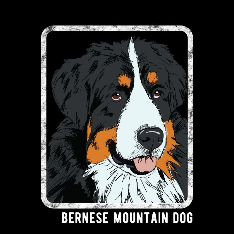 Hunde - Berner Sennenhund