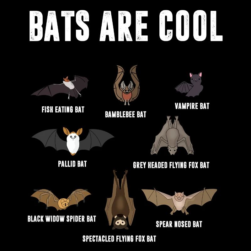 Fledermäuße sind cool, Vampire Fledermaus, Schule