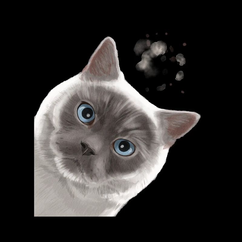 Neugierige Colourpoint Britisch Kurzhaar Katze