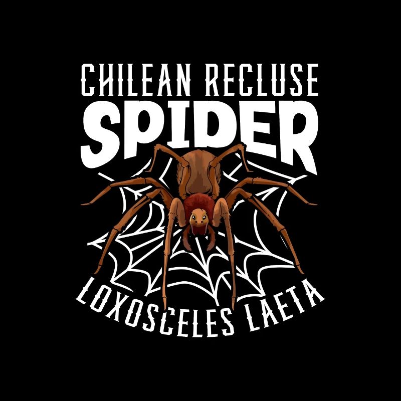 Araignée d’angle chilienne