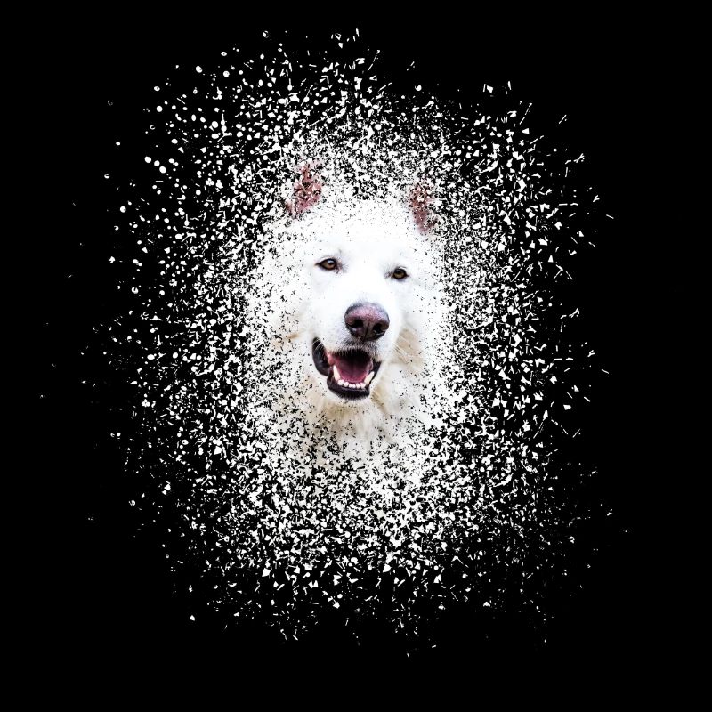 Weißer Schweizer Schäferhhund