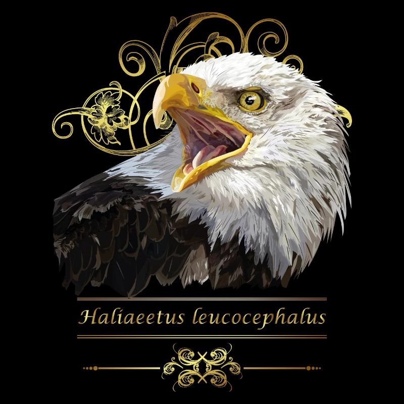 Bald eagle