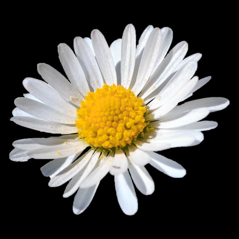 Gänseblümchen