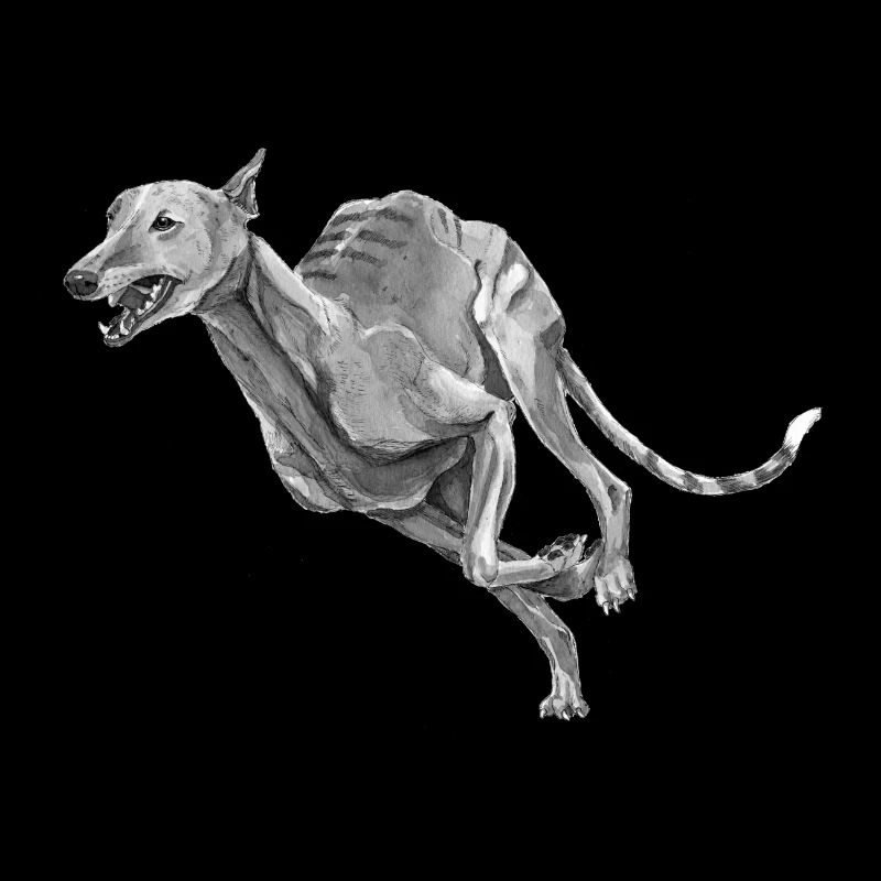 Greyhound