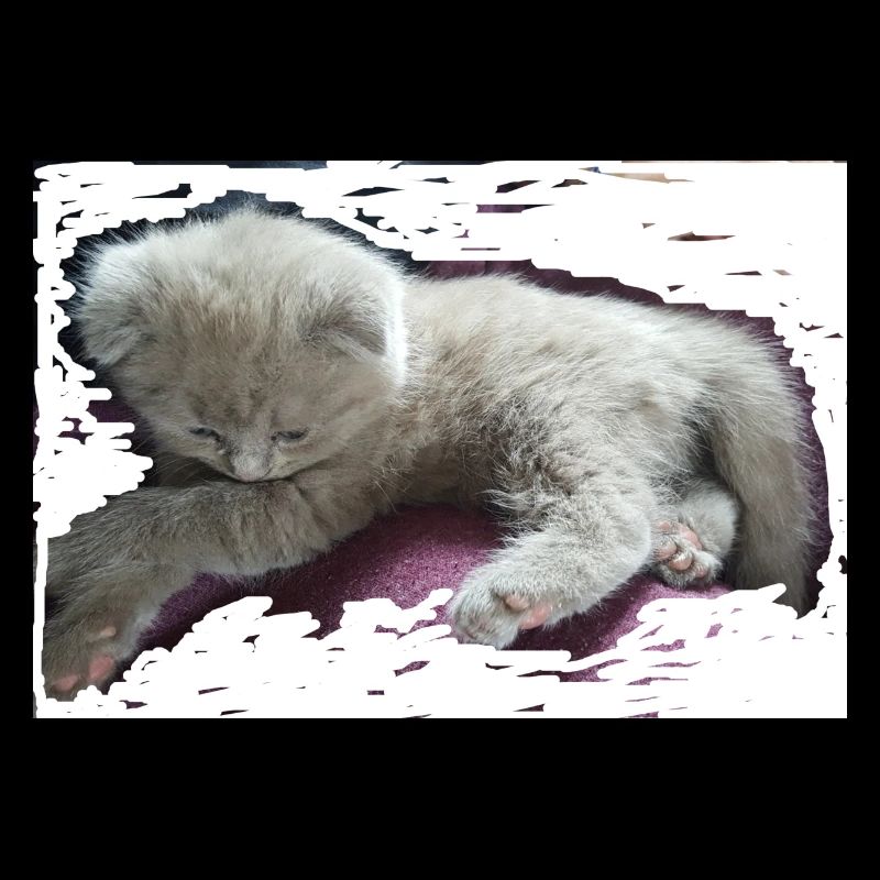 chat