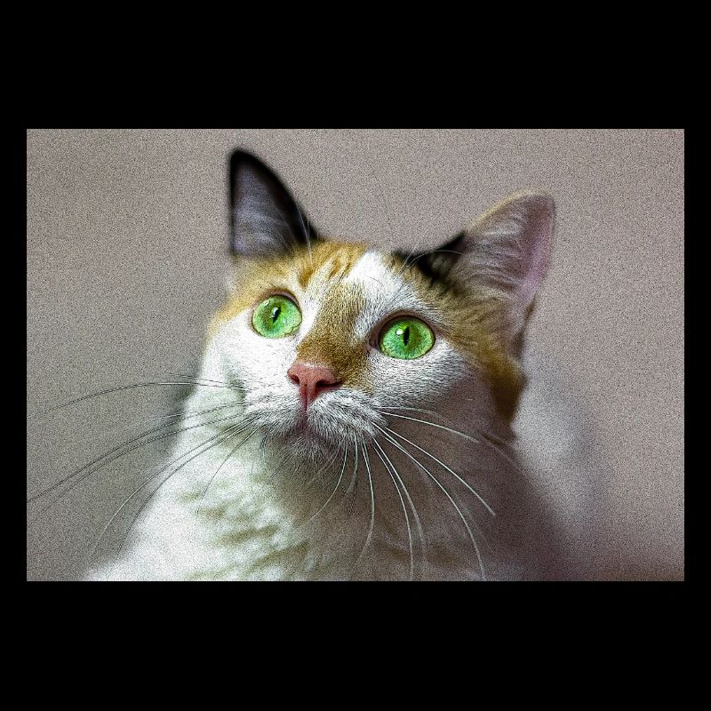 le chat au doux regard