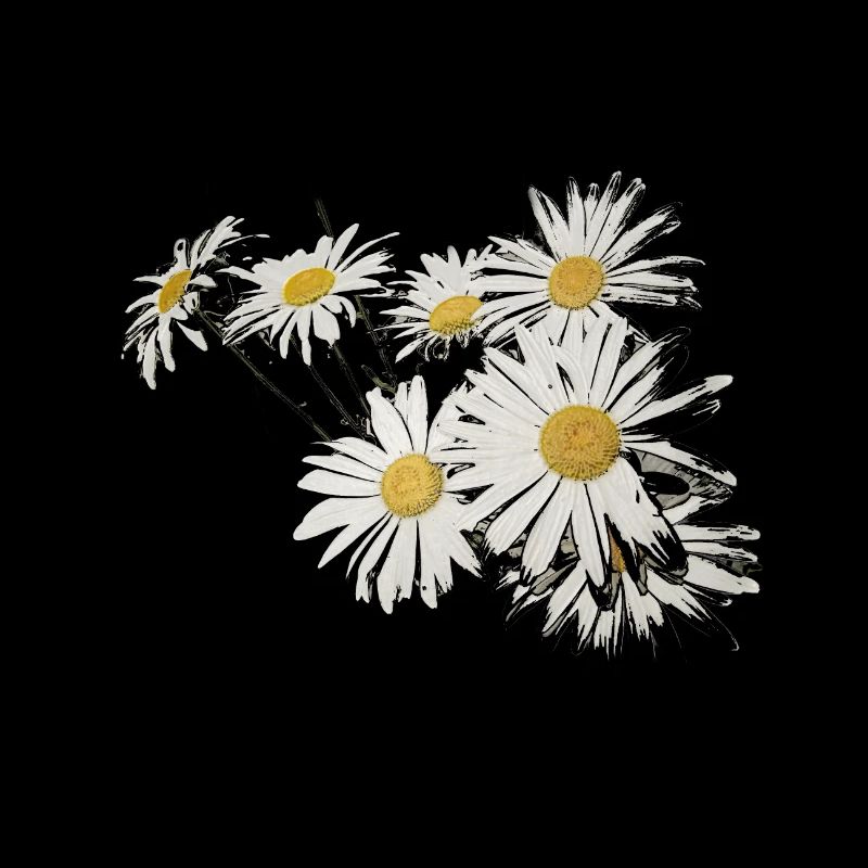 Hintergrund mit Gänseblümchenblumen