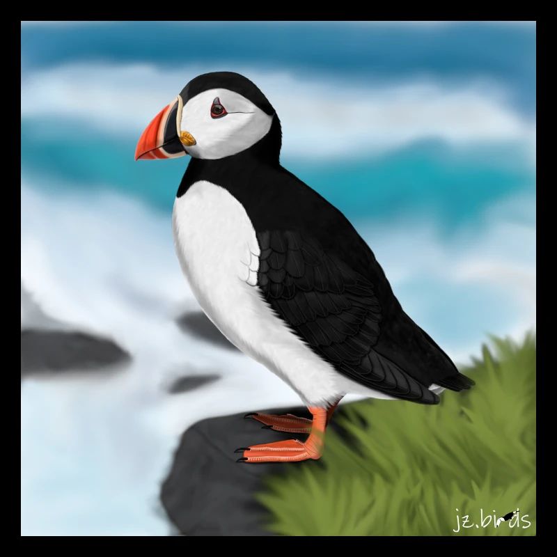 Illustration de conception d'oiseau macareux moine peint