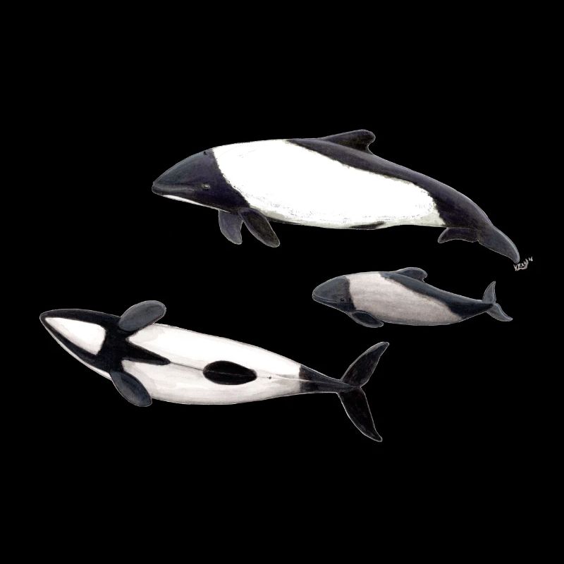 Commerson Delfin - dauphin de Commerson - Tonina
