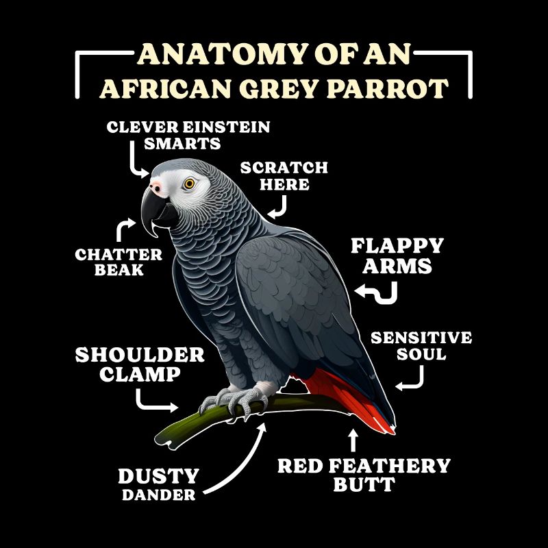 Grau Papagei Anatomie d’un perroquet gris d’Afrique