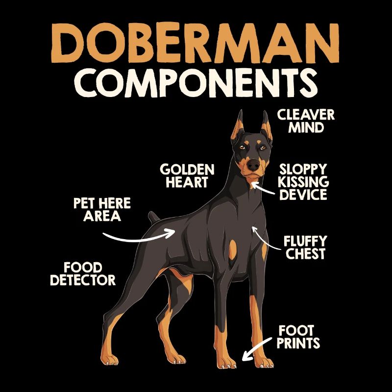 COMPOSANTS DU DOBERMAN Anatomie Doberman