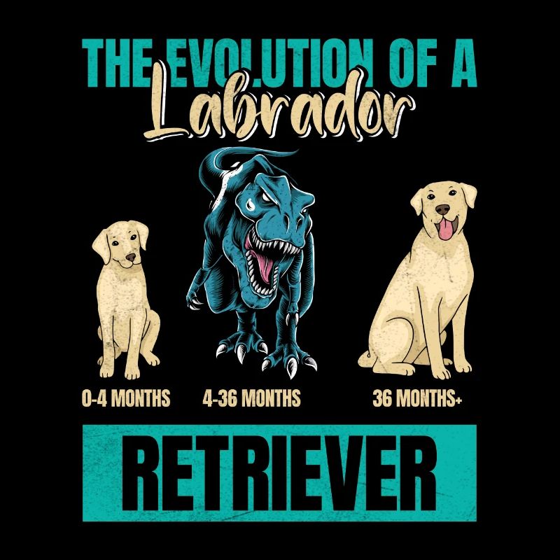 EVOLUTION OF A LABRADOR RETRIEVER Besitzer