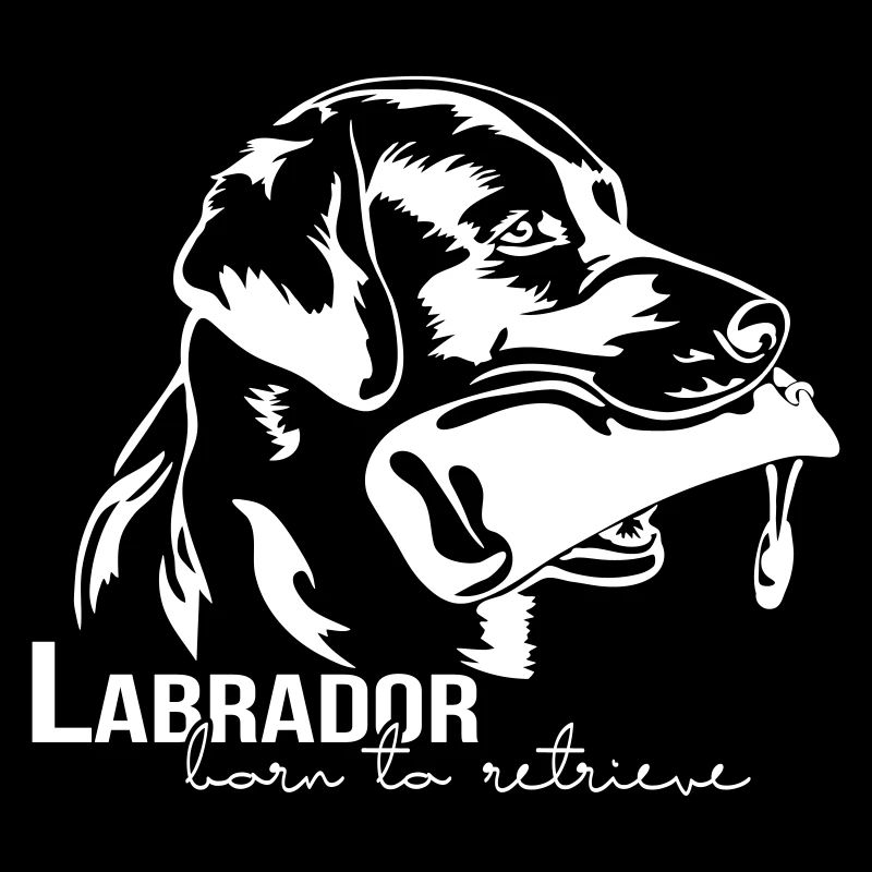 Labrador né pour récupérer