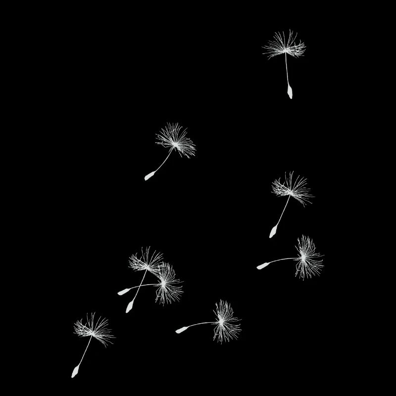 Flugschirme der Pusteblume. Geschenk