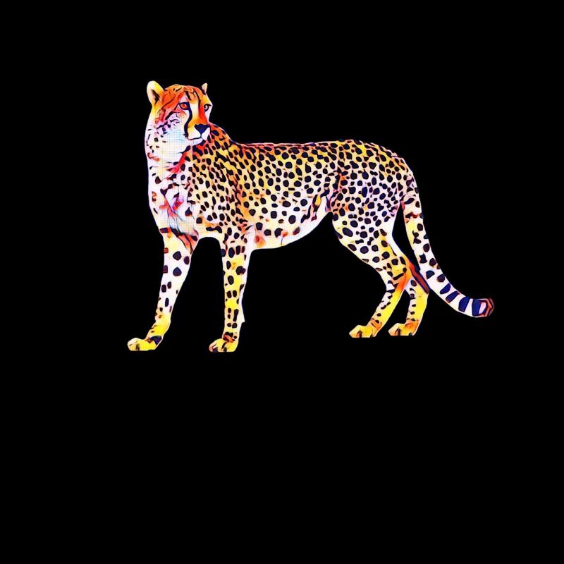 cheetah