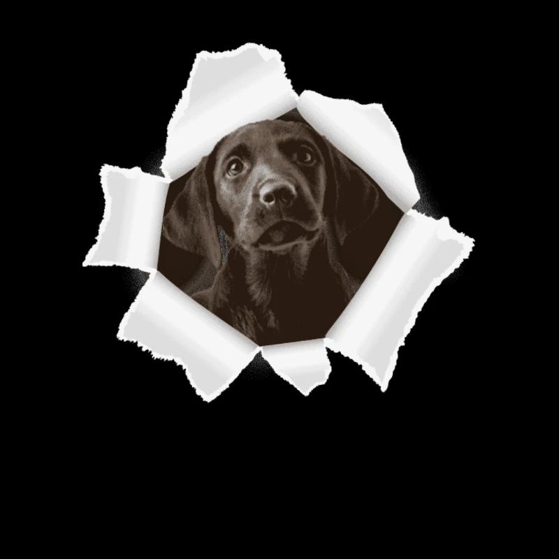 Dog peeking through hole
