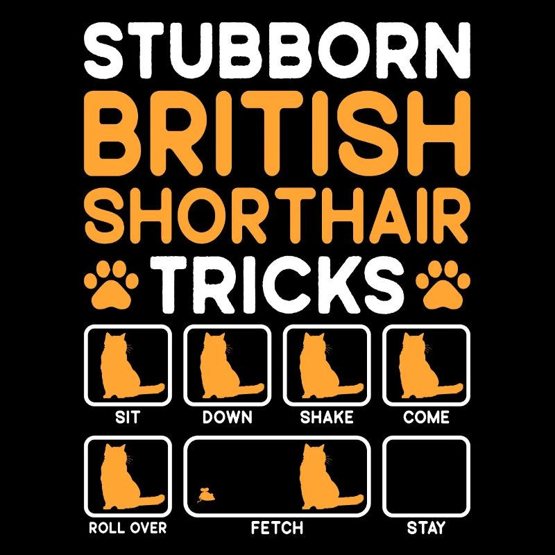 Tricks têtus Chat British Shorthair