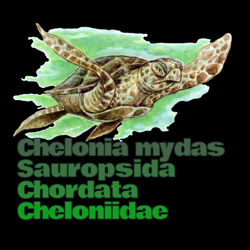 GREEN SEA TURTLE