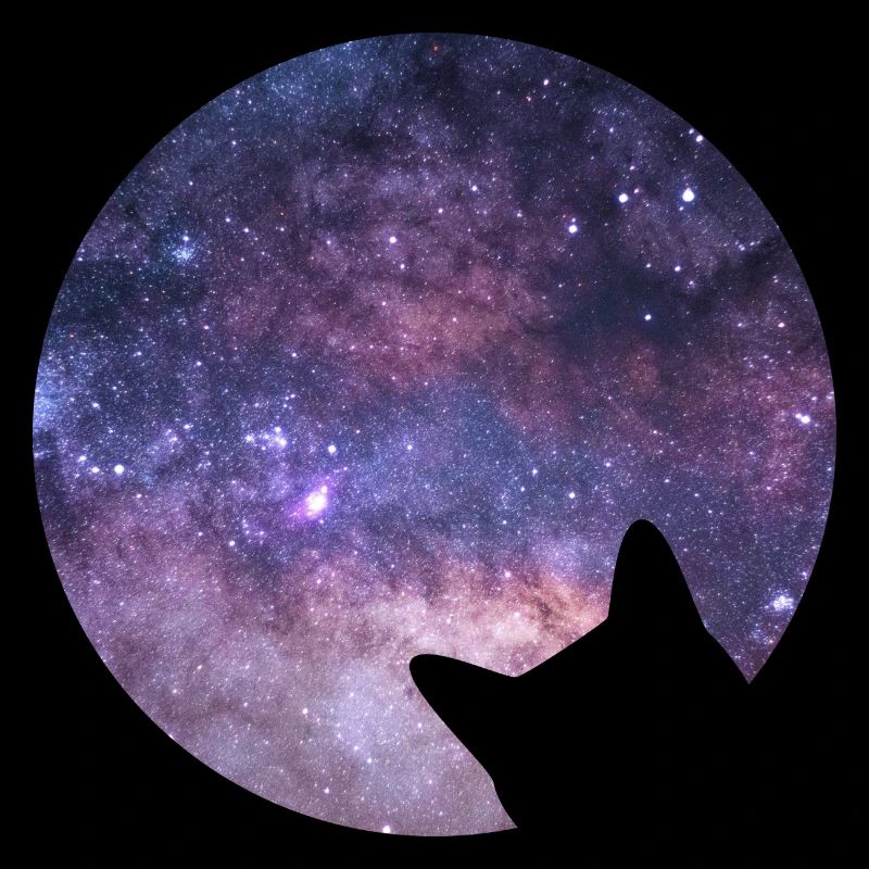 Space cat stares into space