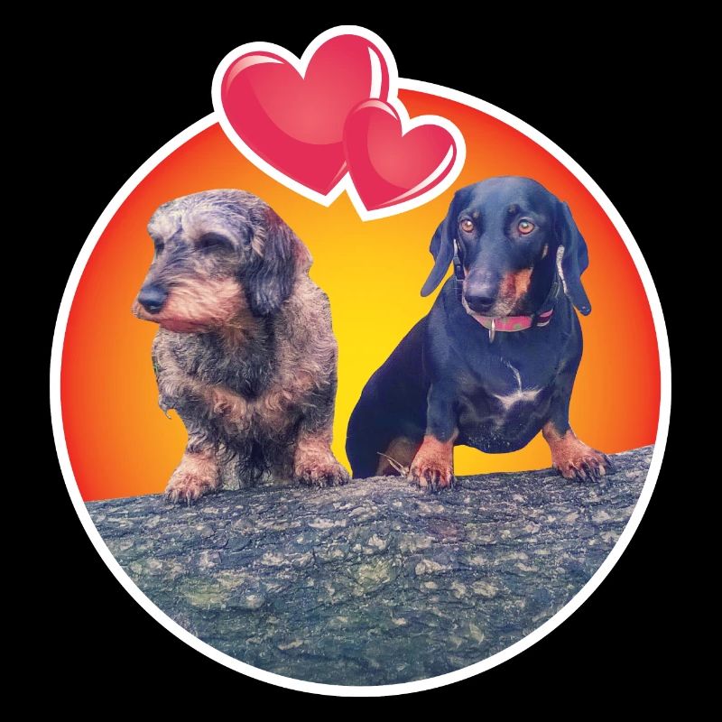 Lovable Dachshunds