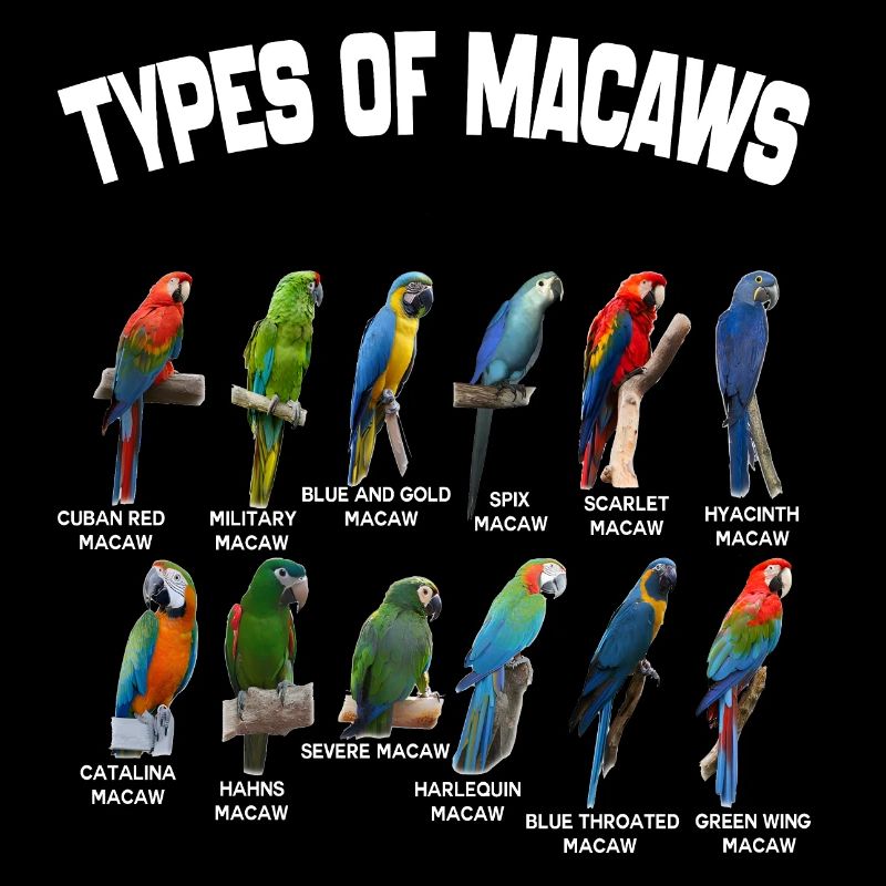 Types Of Macaws - Macaws Breeds List