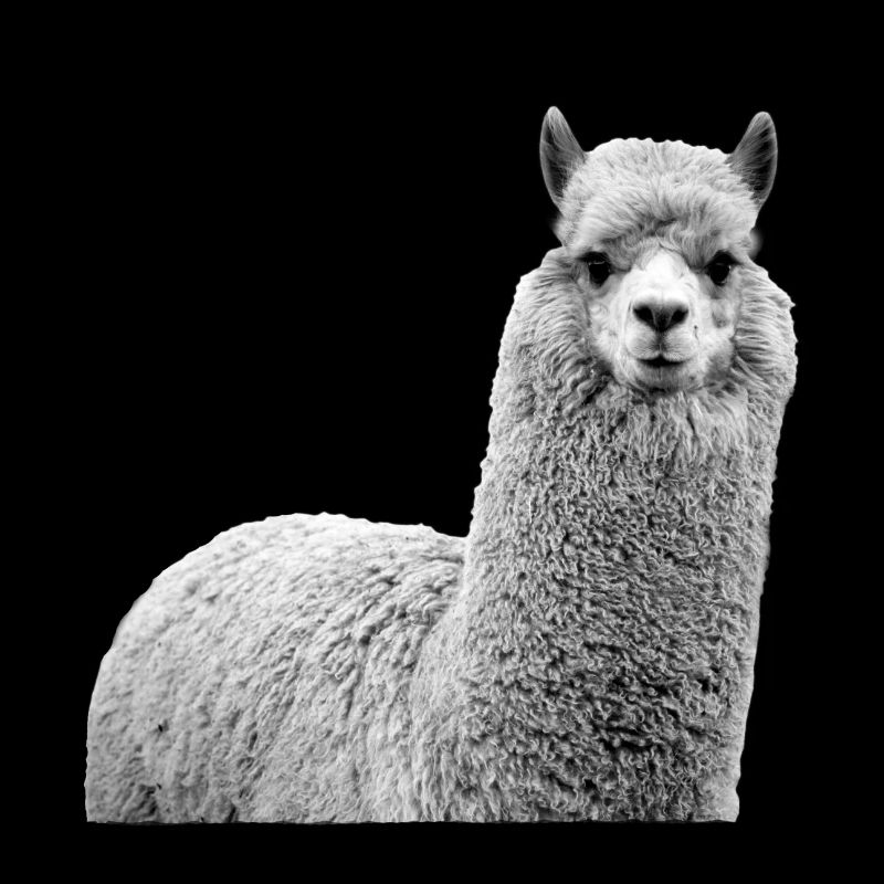 alpaca