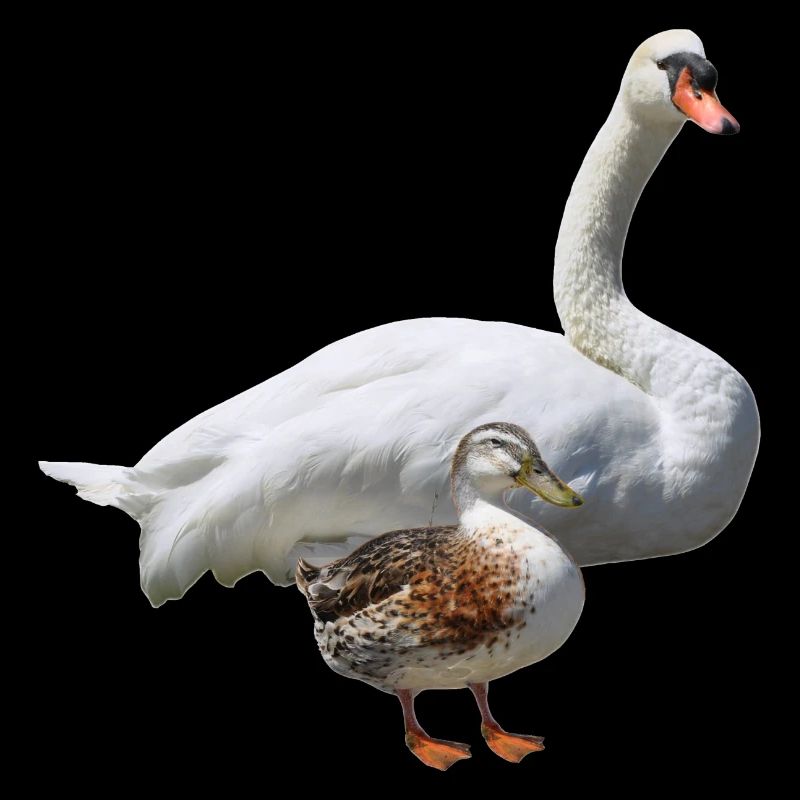 Cygne