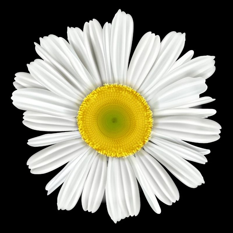 Gänseblümchenblume des Frühlings
