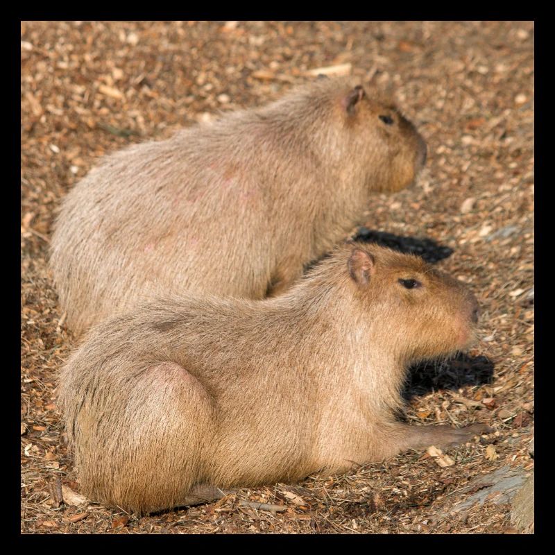 Capybara capybara (Hydrochoerus hydrochaeris)