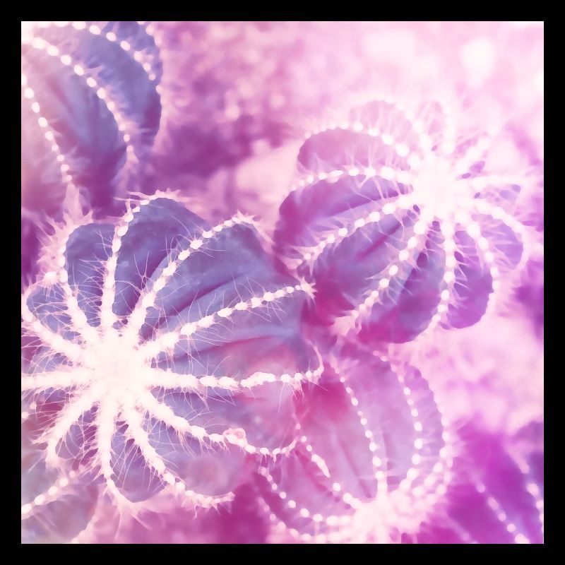 Minimalisme aquarelle de cactus d'été