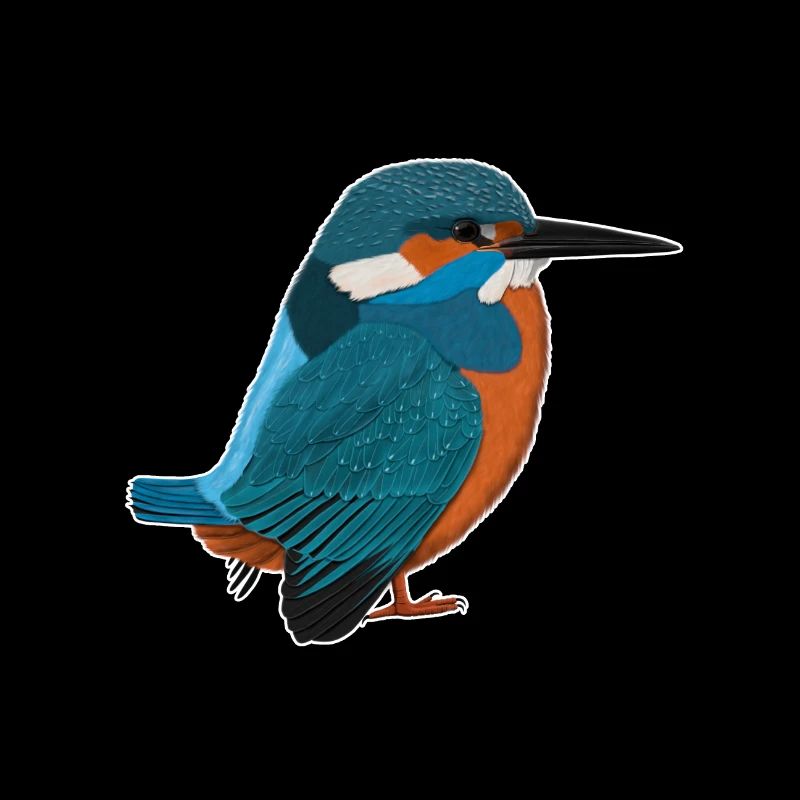 Oiseau de glace Dessin Biologiste Ornithologe