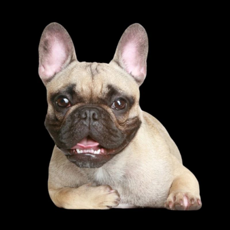 Bulldog