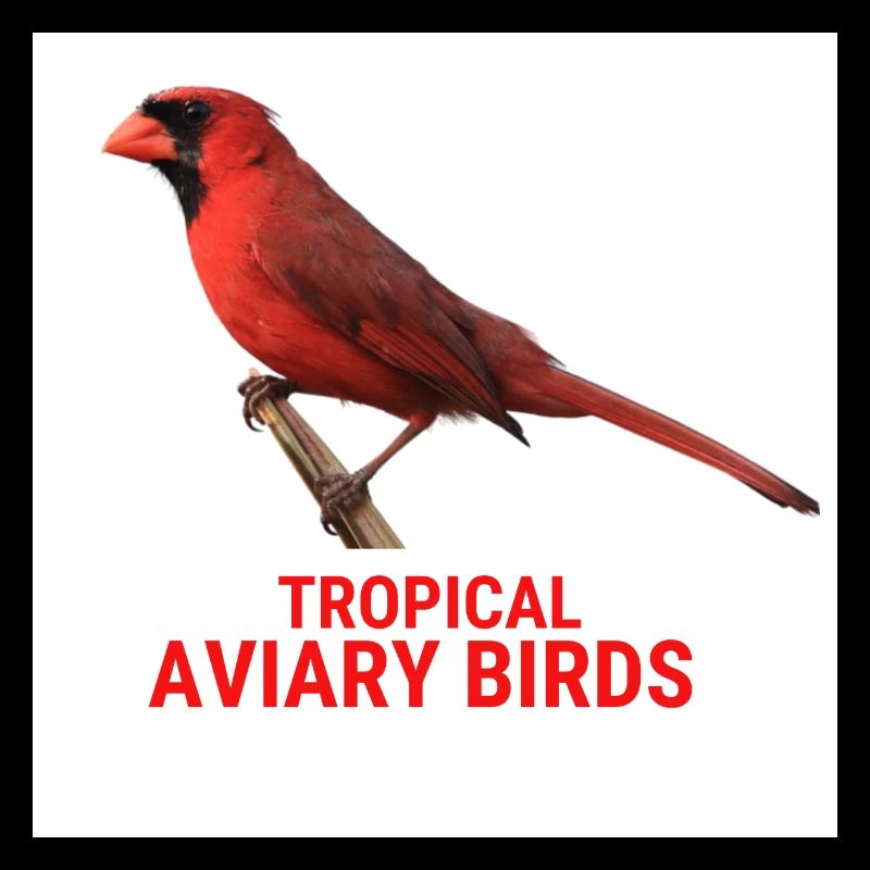 Oiseaux de volière tropicale