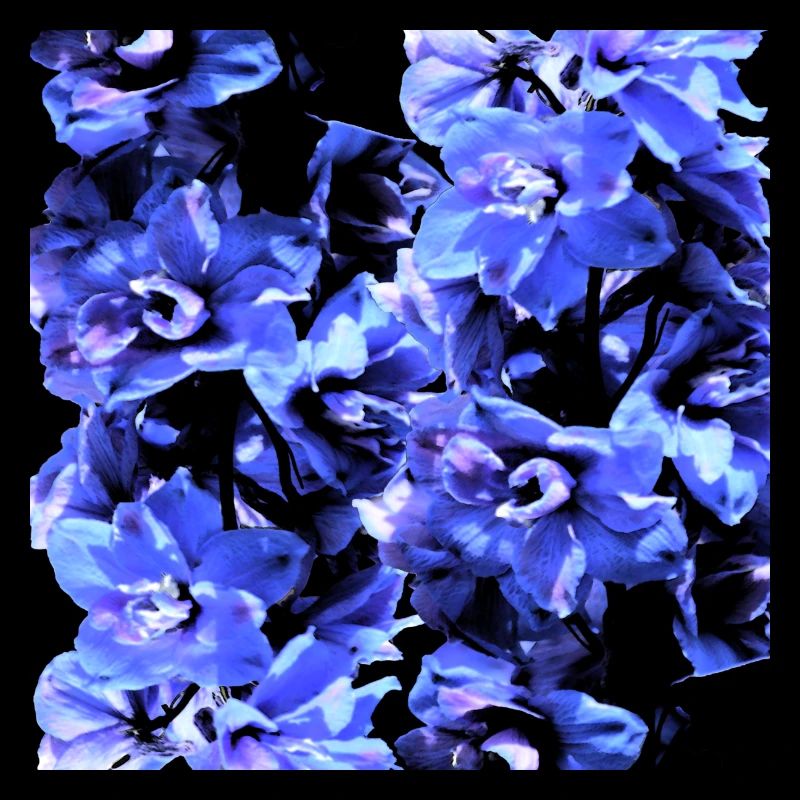 Hyacinth blue