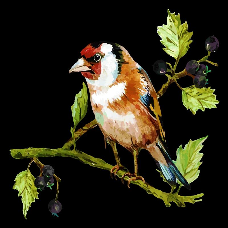 Oiseau coloré