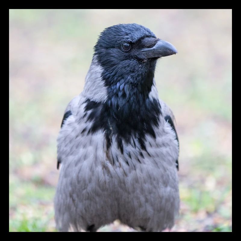 Corneille de Carrion (Aaskrähe, Corvus corone)