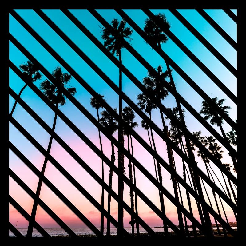 California sunset palm Trees